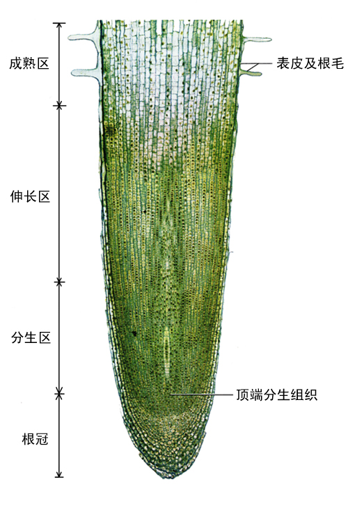 根的结构 植物博物馆 中国科普博览