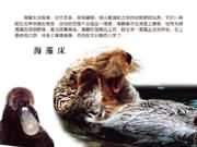 海 獭